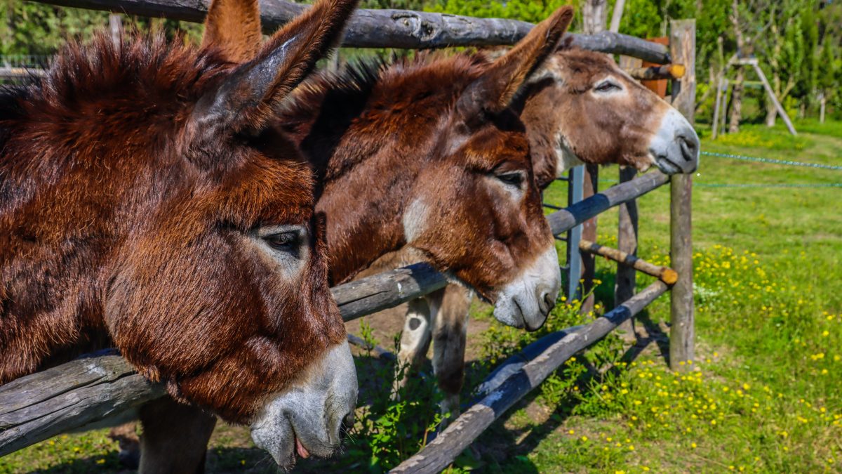 image of 3 donkeys sticking their heads through a fence