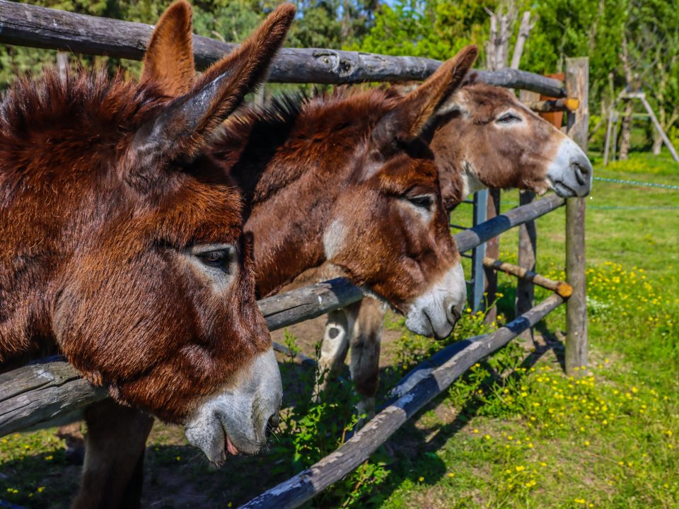 image of 3 donkeys sticking their heads through a fence