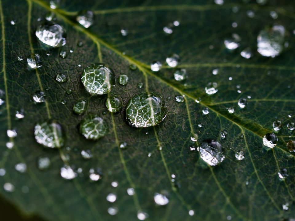 image of leaf with little drops of water