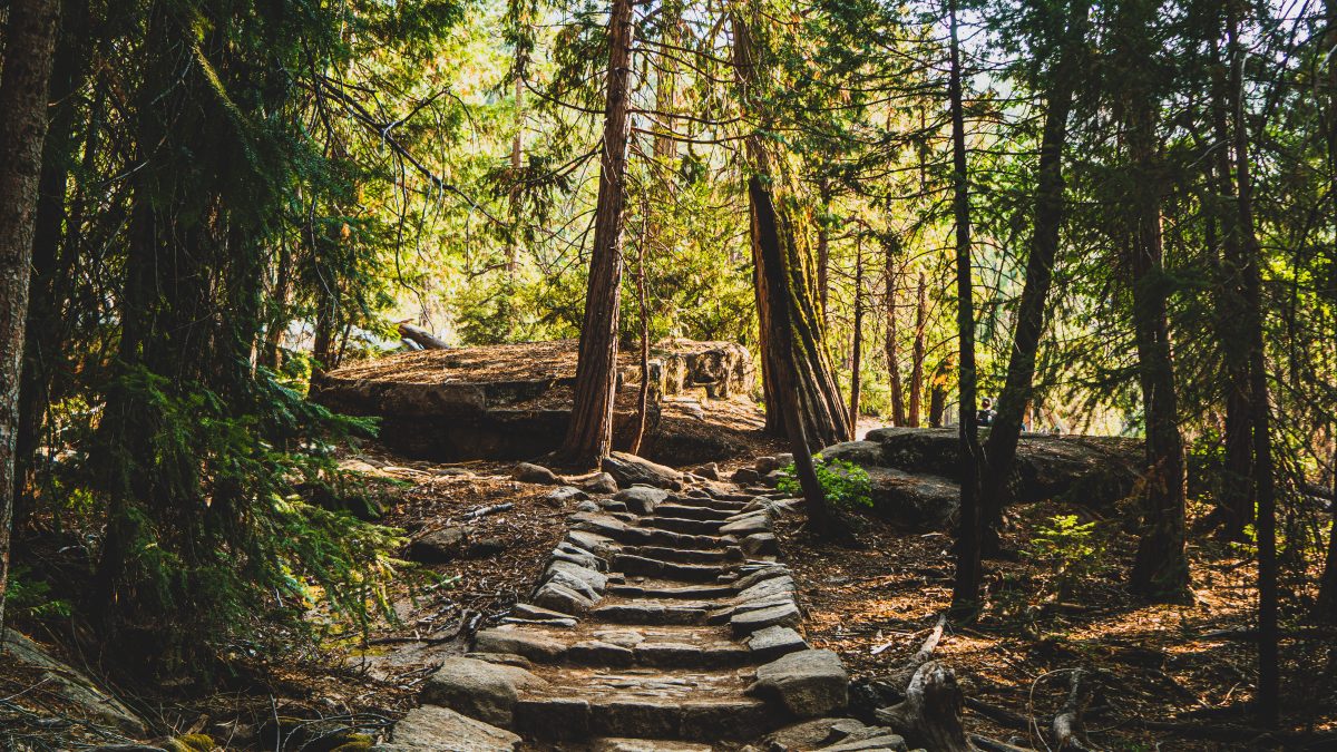 image showing a stone path through a forest